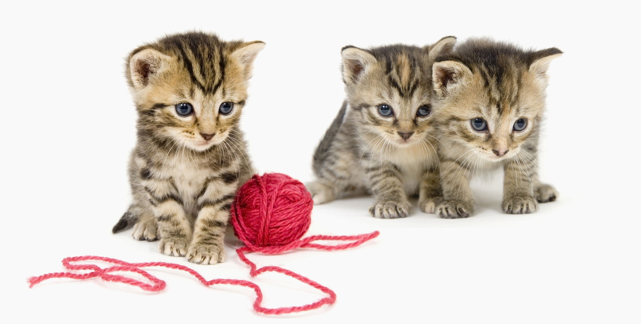 A small kitten sits next to a ball of red yarn on a white background. These kittens are being raised on a farm in central Illinois