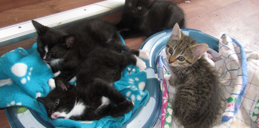Peppermint Patty, Harry, Purzel und Merlin