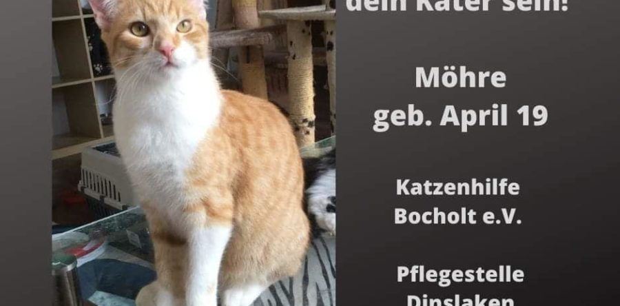 Möhre
