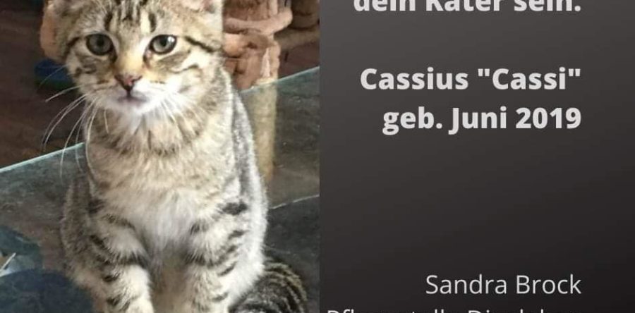 Cassius