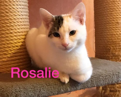 Pflegestelle Borken-Rosalie, sucht Ihre Familie, unbedingt mit Hund !!