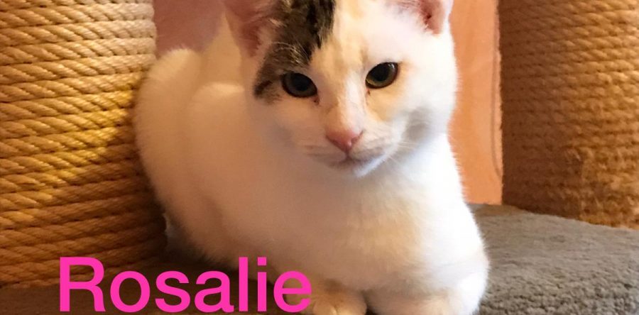 Pflegestelle Borken-Rosalie, sucht Ihre Familie, unbedingt mit Hund !!