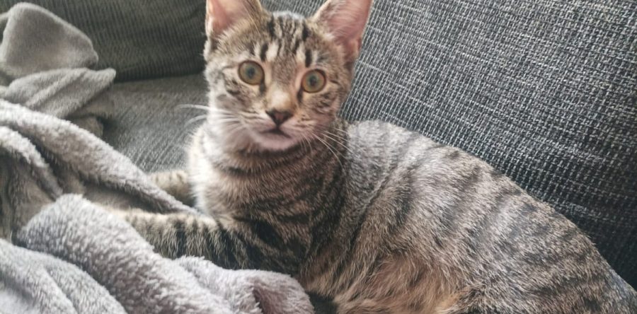 Pflegestelle Emmerich am Rhein