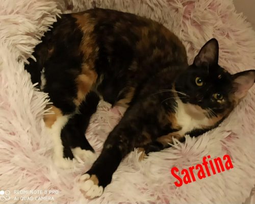 Eleni, Lilly, Sarafina und die kleine Tweety- Bocholt