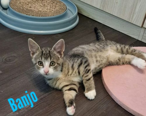 Pflegestelle Bocholt – Banjo, Benja und Mama Bluna