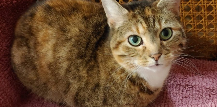 Seniorenkatze sucht neue Mitbewohnerin