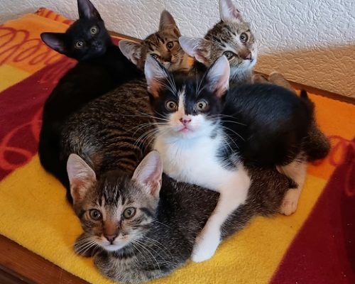 8 kleine Katzenkinder suchen ein Zuhause für immer