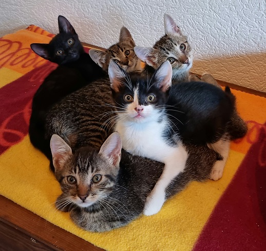 8 kleine Katzenkinder suchen ein Zuhause für immer