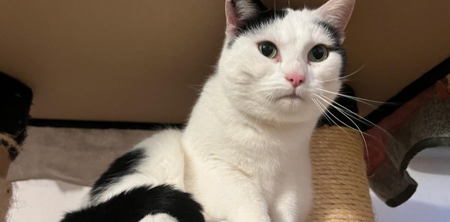 Schmuse-Suse – Einzelkatze