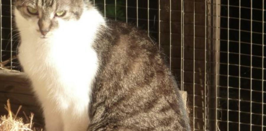 Mausi – unsere Seniorin – Notfall