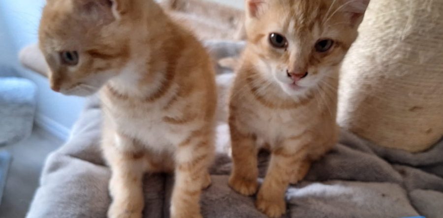 Krümel, Milo, Sammy – Pflegestelle Bocholt