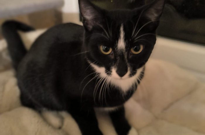 Pflegestelle Rhede V & H – Motte