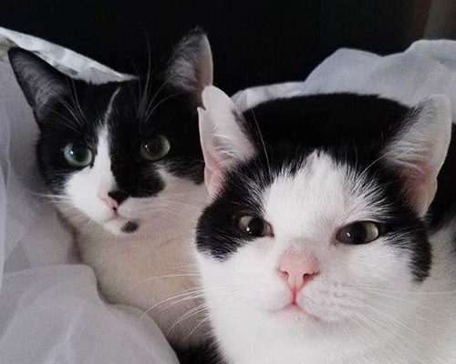 Caruso und Lucie