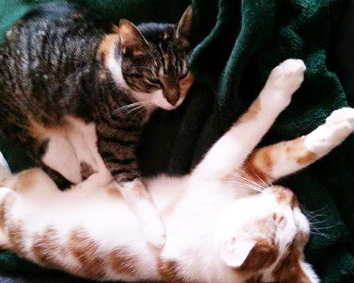 Fips und Penny