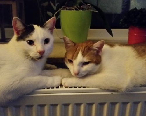 Hugo und Tequila