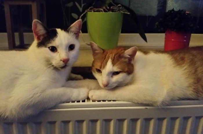 Hugo und Tequila