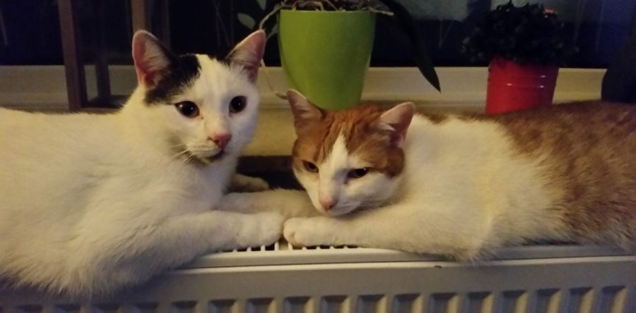 Hugo und Tequila