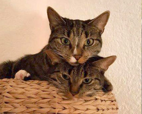 Lillie und Fee