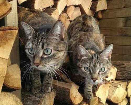 Nala und Joy