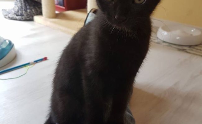 Ayla