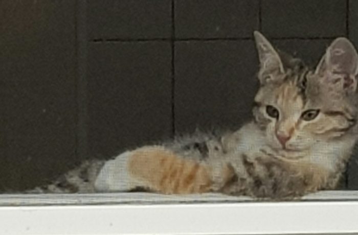 Summer und Sunny