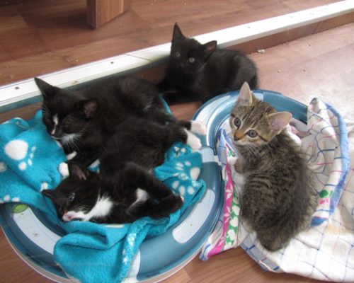 Peppermint Patty, Harry, Purzel und Merlin