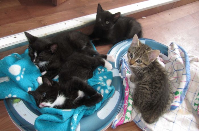 Peppermint Patty, Harry, Purzel und Merlin