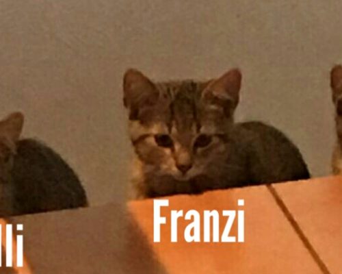 Elli, Franzi, Carla