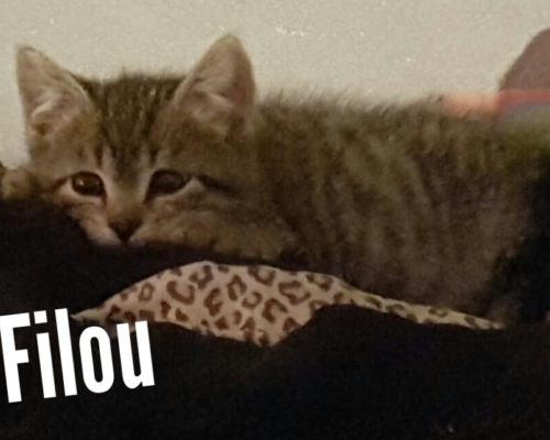 Fiona und Filou