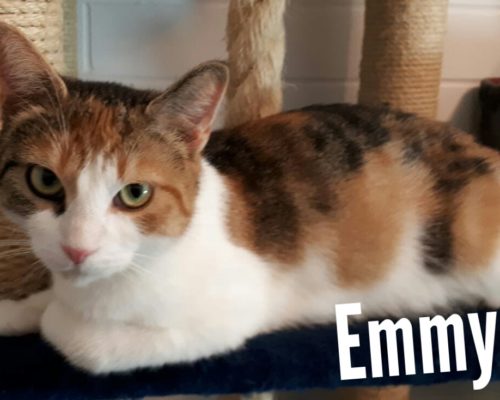 Emmy