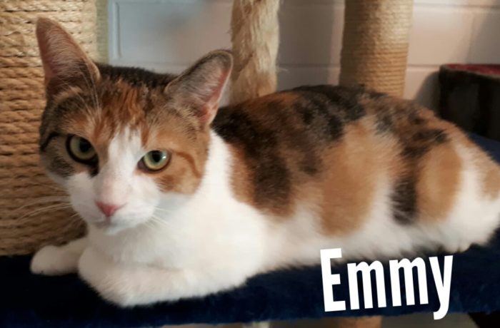 Emmy
