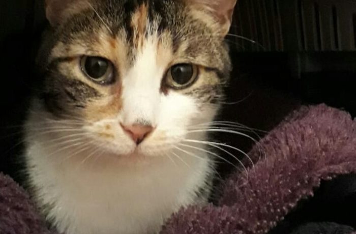 Amy