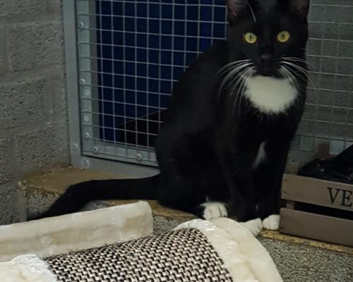 Ania und Mieko – können auch einzeln zu anderen Katzen vermittelt werden