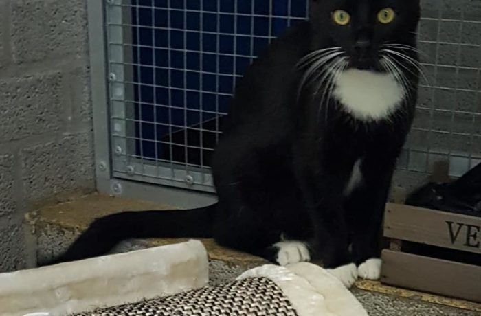 Ania und Mieko – können auch einzeln zu anderen Katzen vermittelt werden