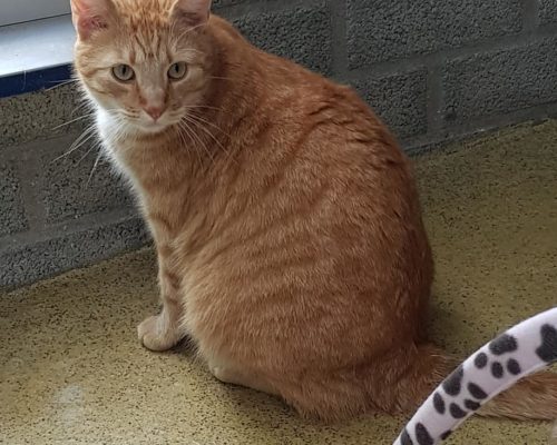 Mailo und Nemo – 2 dicke Kater suchen Menschen zum gemeinsamen Abspecken
