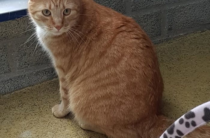 Mailo und Nemo – 2 dicke Kater suchen Menschen zum gemeinsamen Abspecken