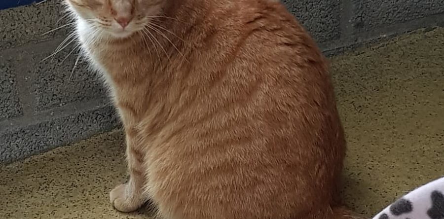 Mailo und Nemo – 2 dicke Kater suchen Menschen zum gemeinsamen Abspecken