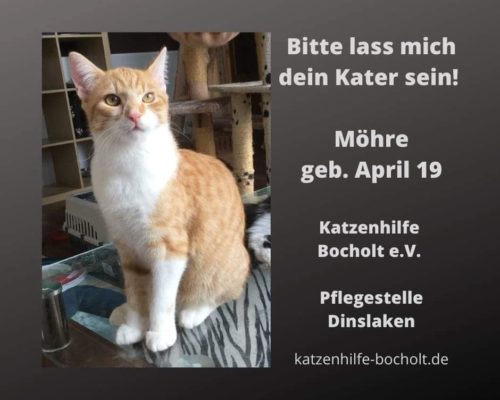 Möhre