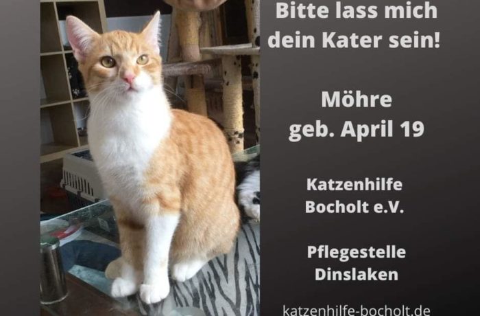 Möhre