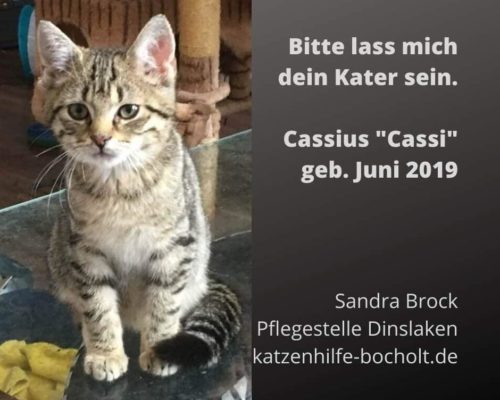 Cassius