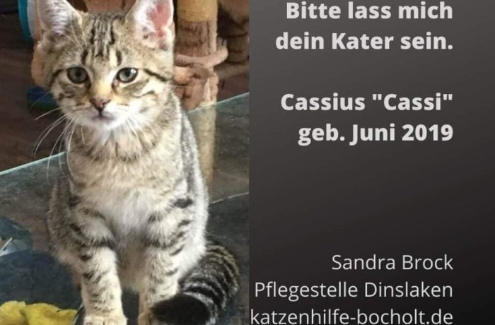 Cassius