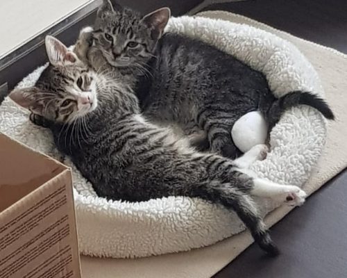 Dara und Duffy
