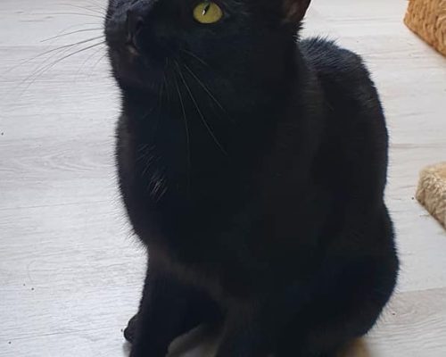 Simba sucht einen Freund