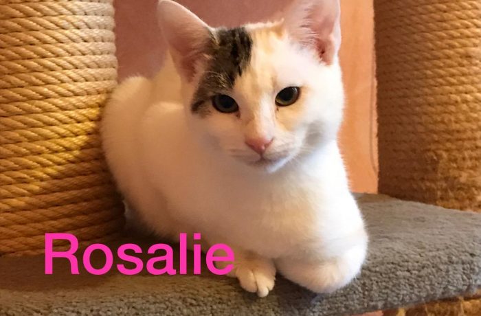 Pflegestelle Borken-Rosalie, sucht Ihre Familie, unbedingt mit Hund !!