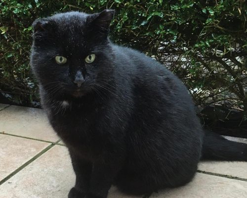 Blacky – Verschmuster Senior sucht kuscheliges Zuhause