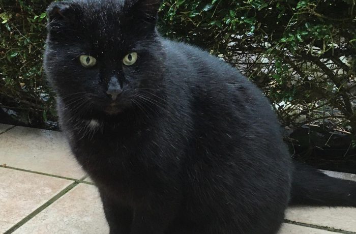 Blacky – Verschmuster Senior sucht kuscheliges Zuhause