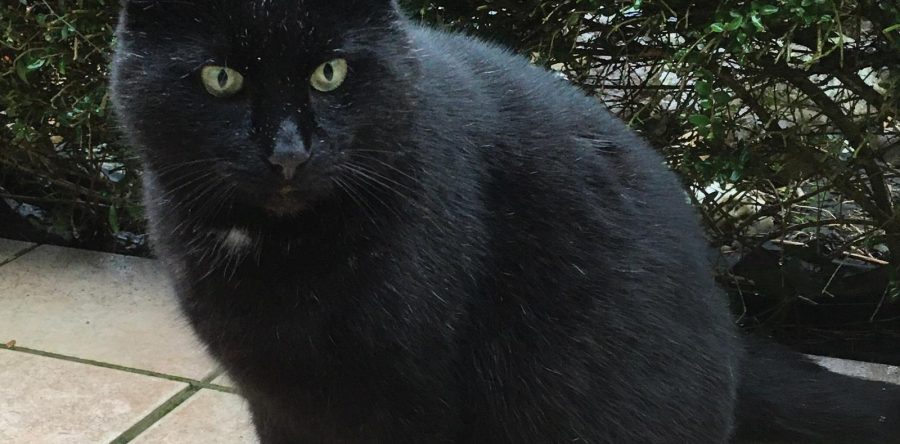 Blacky – Verschmuster Senior sucht kuscheliges Zuhause