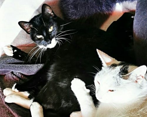 Ayouni und Daisy