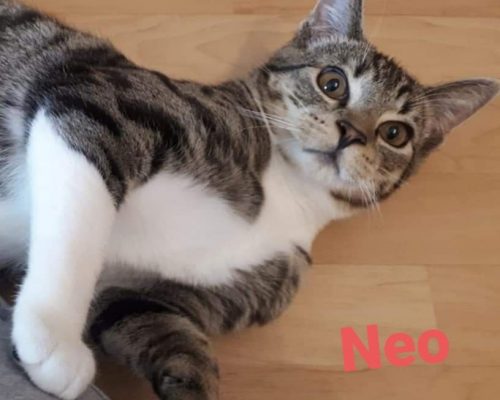Pflegestelle Borken – Neo und Leni