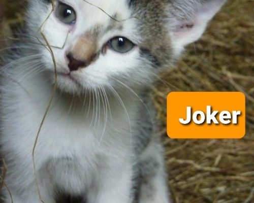 Janosch, Joker und Jockel – Pflegestelle Dingden